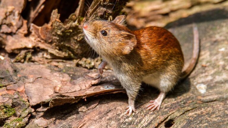 Tierra del Fuego: cómo se desató el brote de hantavirus en el crucero y quiénes eran los tres muertos
